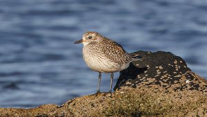 Grey Plover