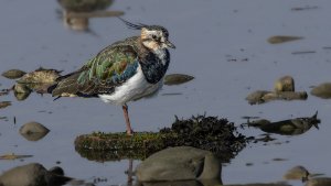 Lapwing