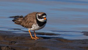 Ringed Plover