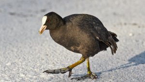 Coot