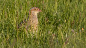 Corncrake