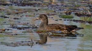 Moorhen