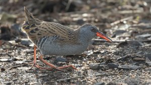 Water Rail
