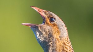 Rails and Crakes