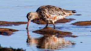 Bar-tailed Godwit