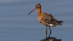 Black-tailed Godwit