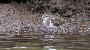 Common Sandpiper