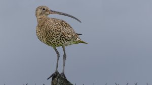 Curlew