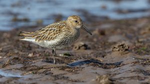 Dunlin