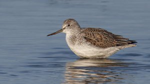 Greenshank