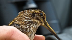 Jack Snipe