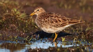 Pectoral Sandpiper