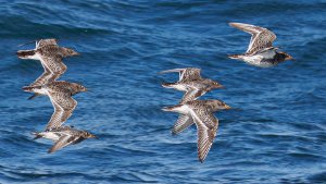 Purple Sandpiper