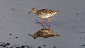 Redshank