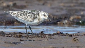 Sanderling