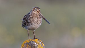 Snipe