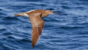 Whimbrel