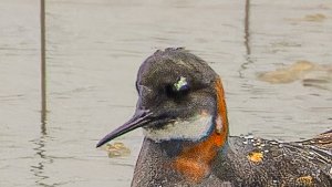 Sandpipers and allies