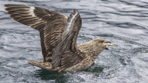 Great Skua