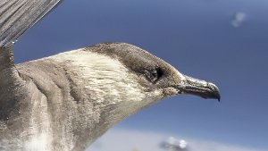 Skuas