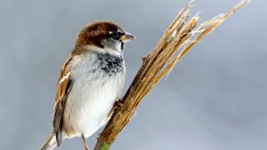 House Sparrow