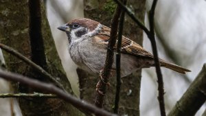 Tree Sparrow