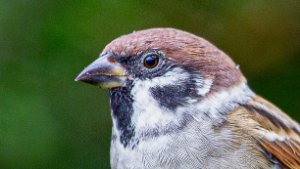 Sparrows