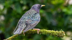 Starling