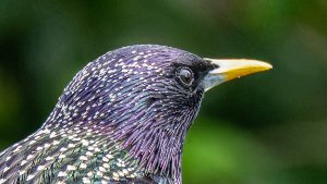 Starlings