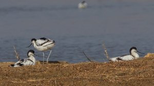 Avocet
