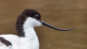 Stilts and Avocets