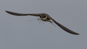 Sand Martin