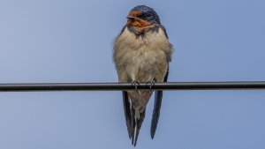 Swallow