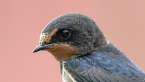 Swallows and Martins