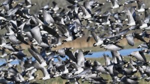 Barnacle Goose