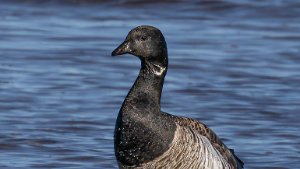 Brent Goose