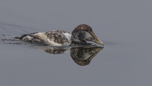 Eider