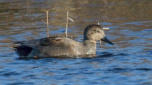 Gadwall