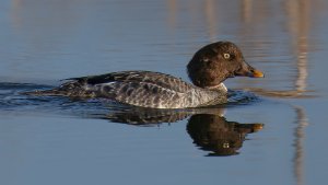Goldeneye