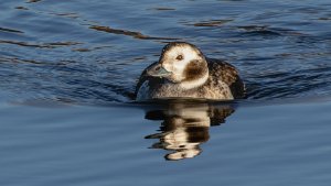 Long-tailed Duck