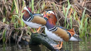 Mandarin