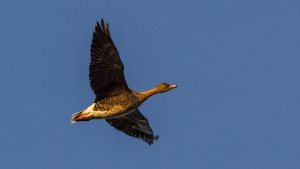 Pink-footed Goose
