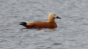 Ruddy Duck