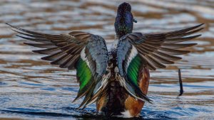 Shoveler