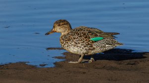 Teal