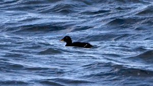 Velvet Scoter