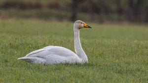 Whooper Swan