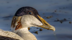 Swans, Ducks and Geese