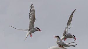 Arctic Tern