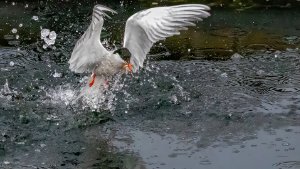 Common Tern